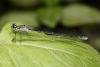 Coenagrion puella